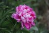 184929-425x283-peony-pink.jpg