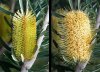 Banksia marginata Immature and mature.jpg