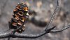 Banksia pod open after fire.jpg