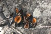 Banksia seed pod after fire.jpg