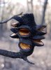 Burn Banksia pod and Bull Ant.jpg