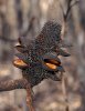 Burnt banksia pod.jpg