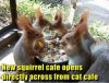 New-Squirrel-Cafe.jpg