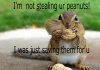 funny-squirrel.jpg