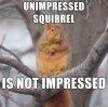 squirel19.jpg