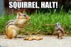 squirel25.jpg