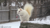 squirel63.gif