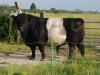 Belted-Galloway-Bull.jpg