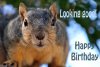 happy-birthday-squirrel.jpg