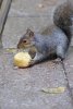 squirrel-cake-let-them-eat-99247531.jpg