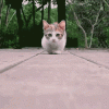 post-11243-Munchkin-Cat-Kitten-NAjp.gif