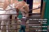 child n camel.jpg